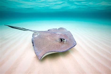 Stingray Fish Facts .